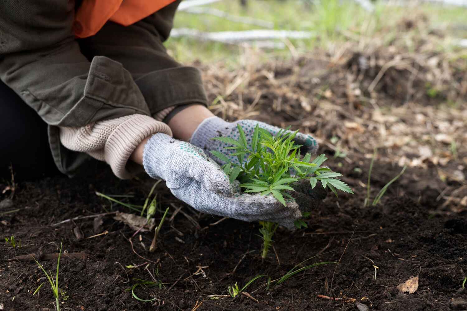 Trusted Bellefontaine Neighbors, MO Tree Service Experts